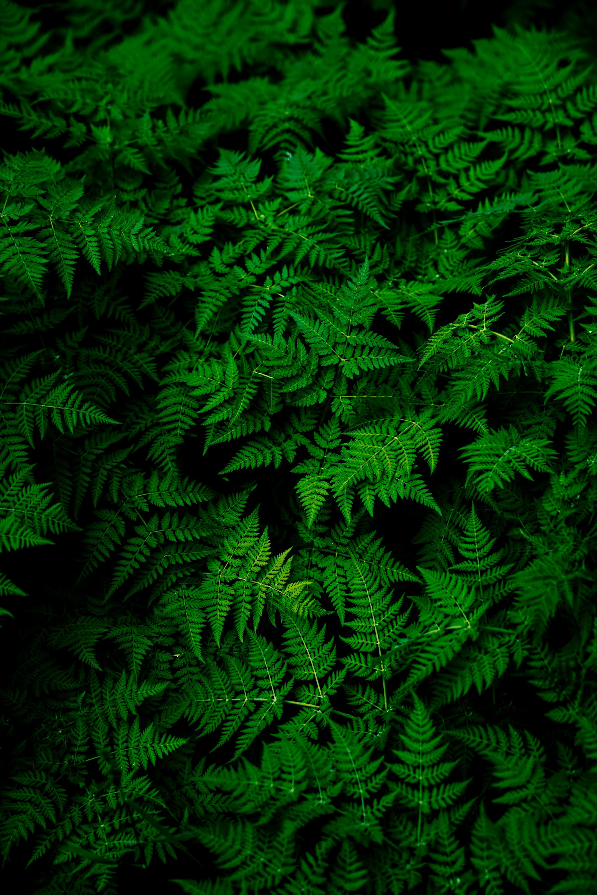 GreenStays